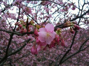 下田の桜