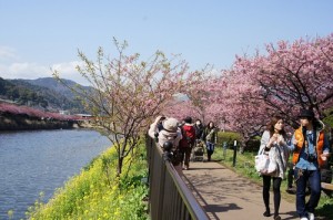 河津さくら祭り