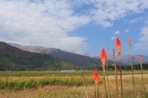 IMG_3217_resize1